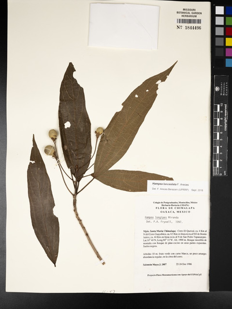 Hampea lanceolata