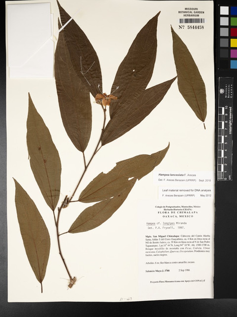 Hampea lanceolata photo 2