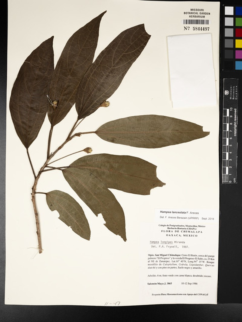 Hampea lanceolata photo 3