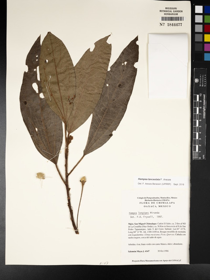 Hampea lanceolata photo 4