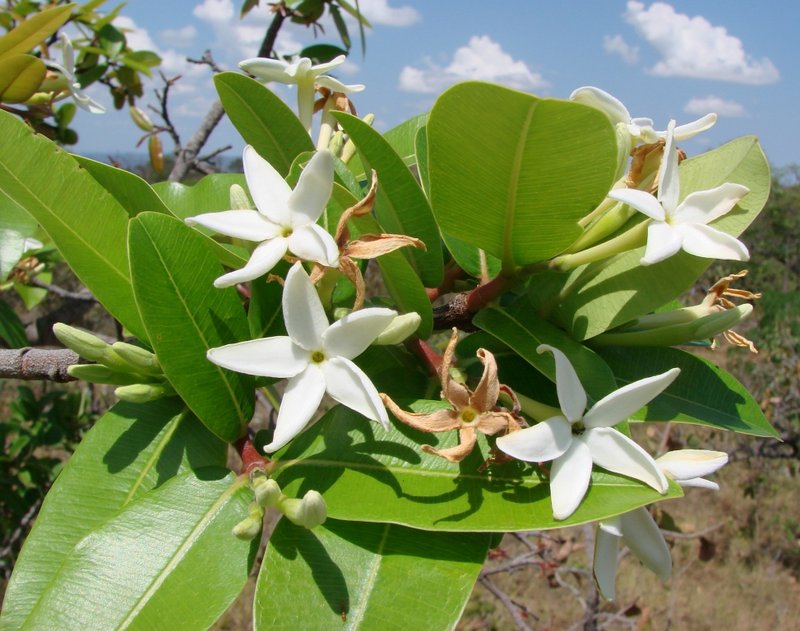 Mangabeira