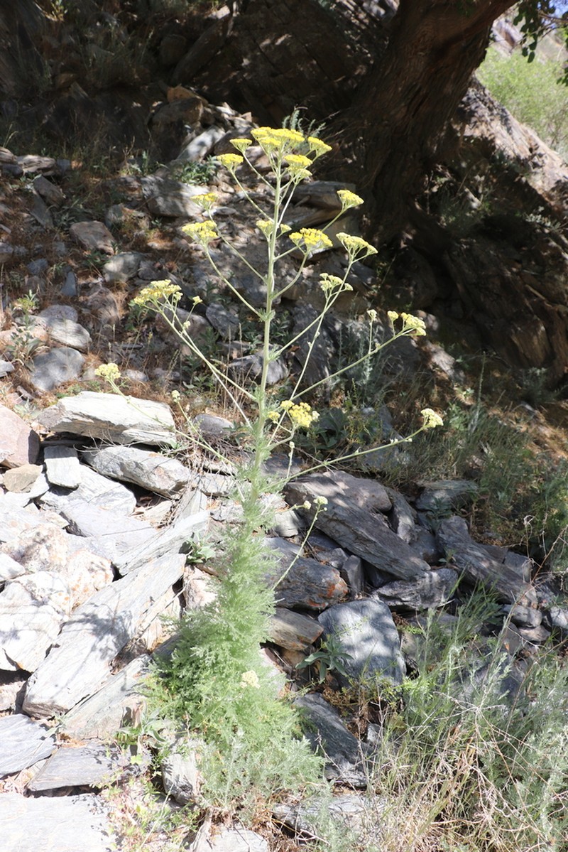 Handelia trichophylla photo 2