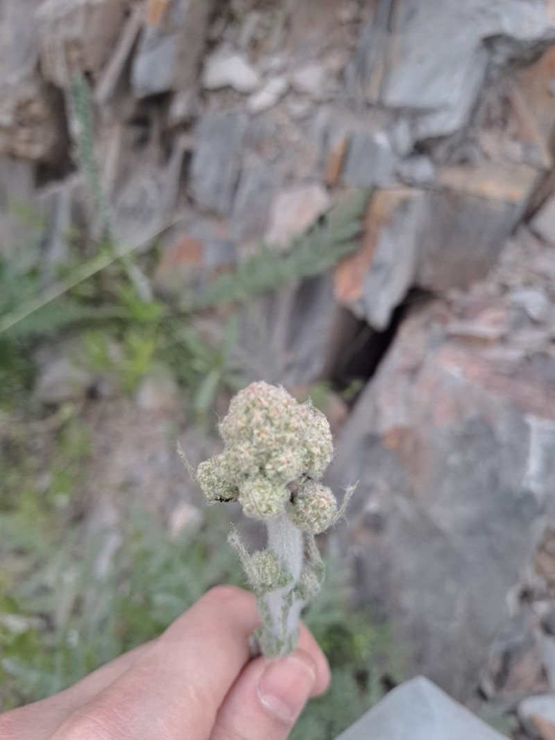 Handelia trichophylla photo 3