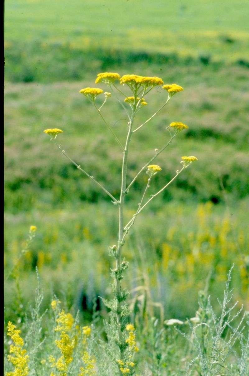 Handelia trichophylla photo 4