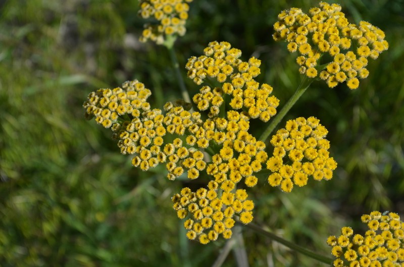 Handelia trichophylla photo 6