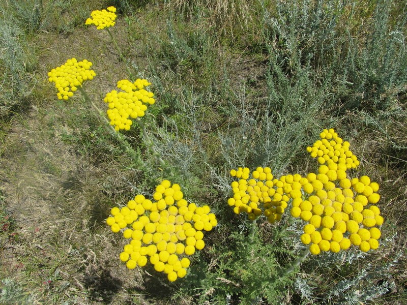 Handelia trichophylla photo 7