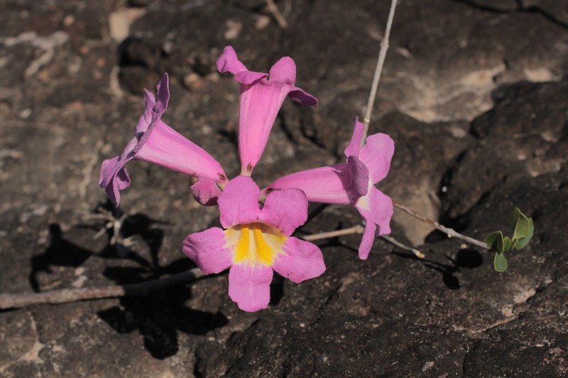 Handroanthus abayoy