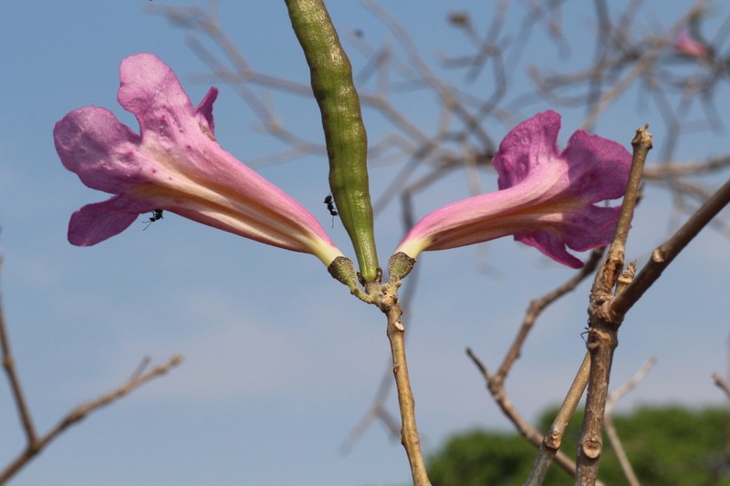 Handroanthus abayoy photo 3