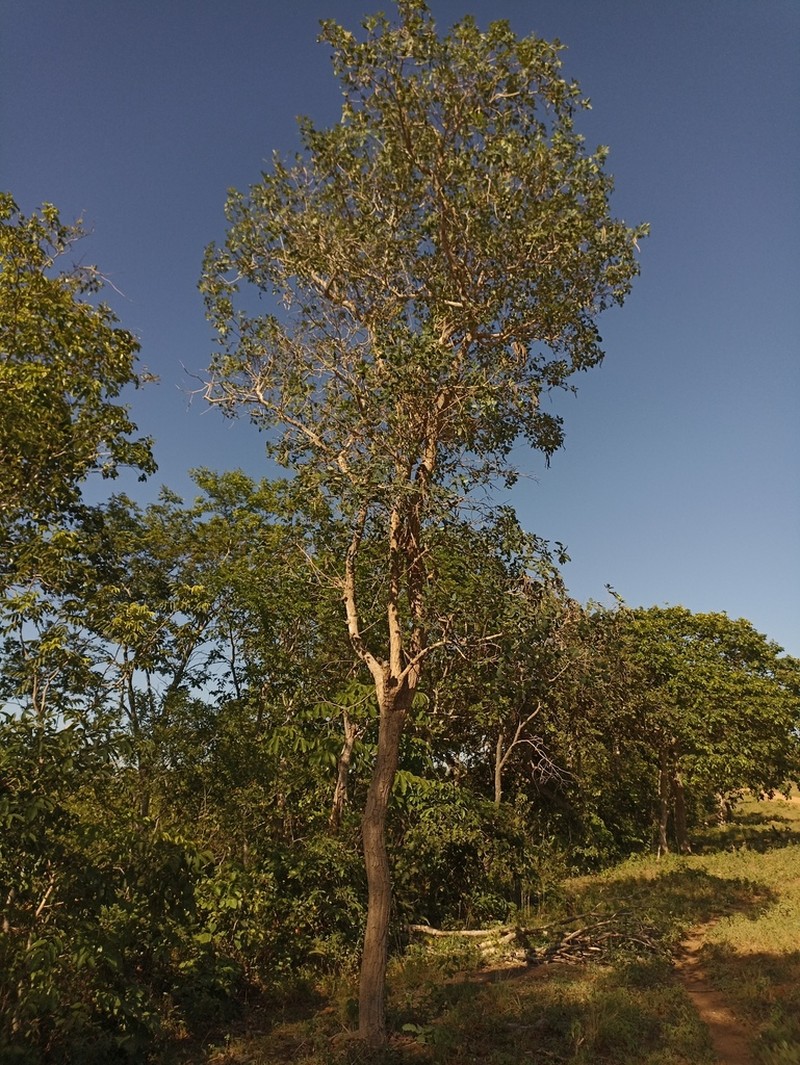 Handroanthus abayoy photo 4