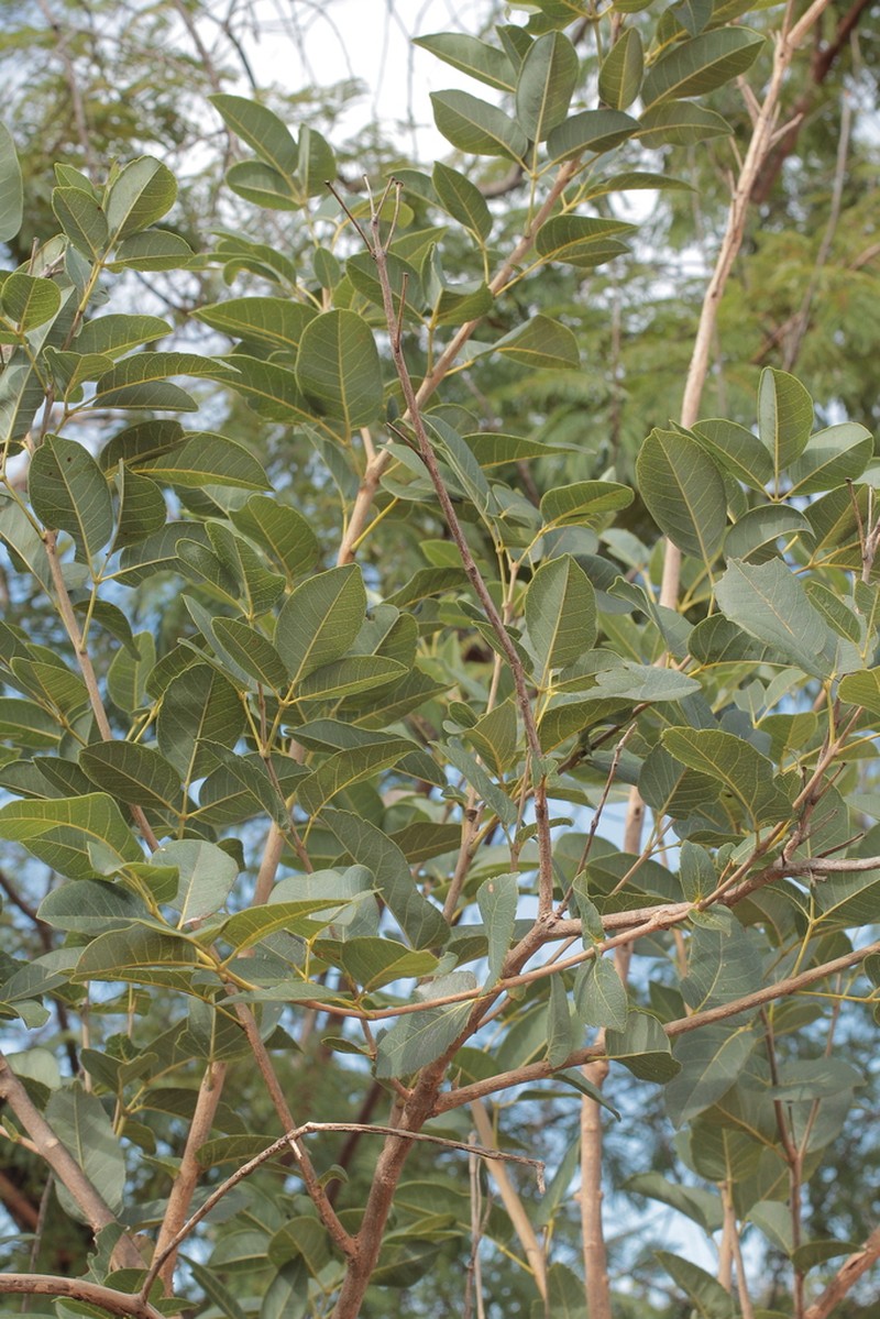 Handroanthus abayoy photo 7