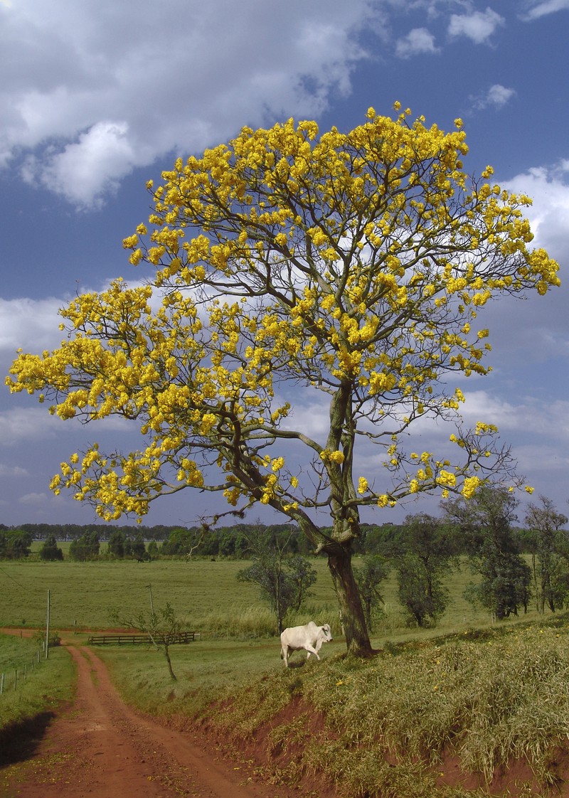 Roble Amarillo photo 5