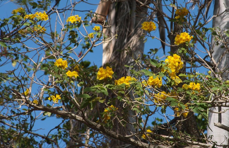 Roble Amarillo photo 6