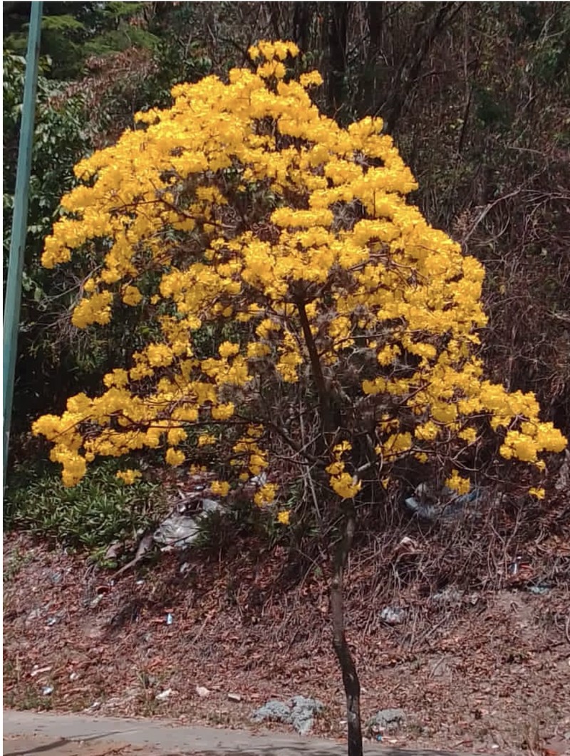 Roble Amarillo photo 7