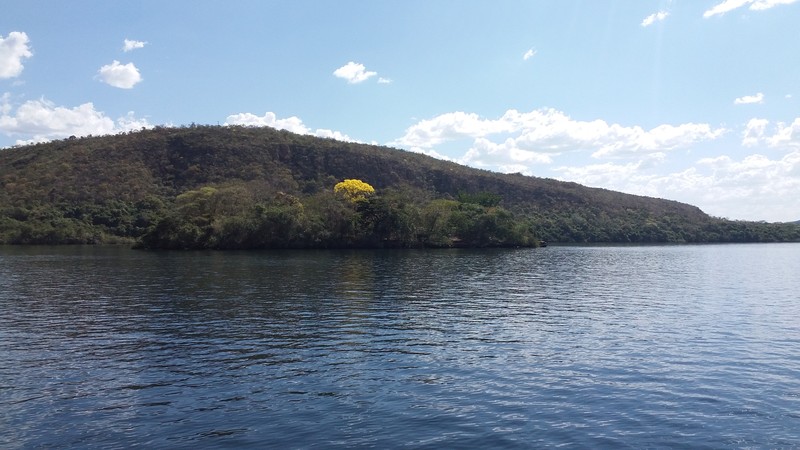 Roble Amarillo photo 8