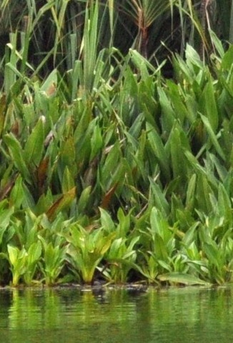 Hanguana malayana photo 3