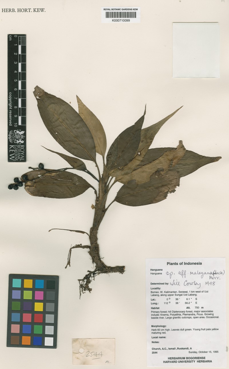 Hanguana nana