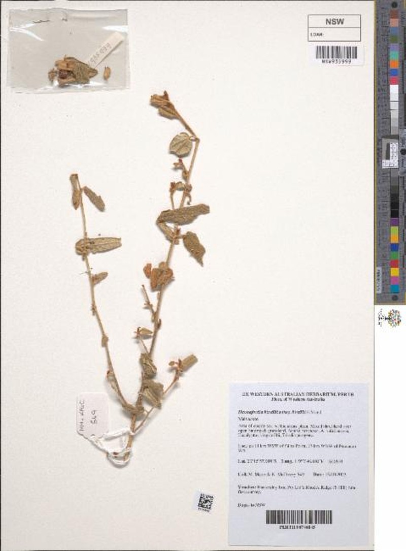 Hannafordia bissillii subsp. bissillii