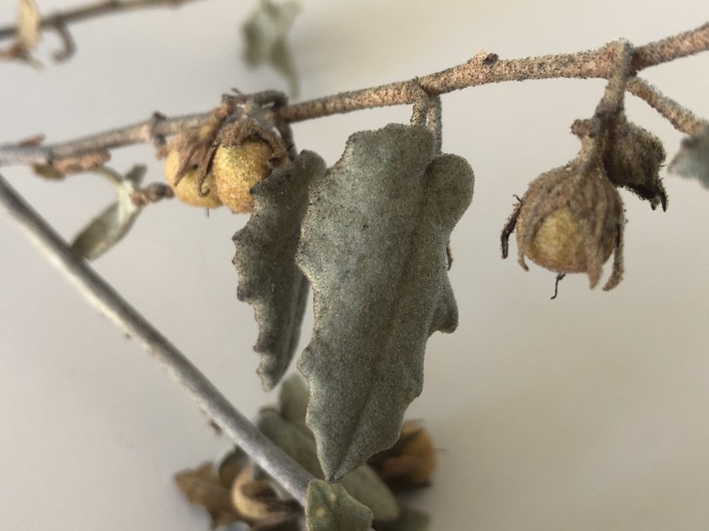 Hannafordia quadrivalvis subsp. quadrivalvis