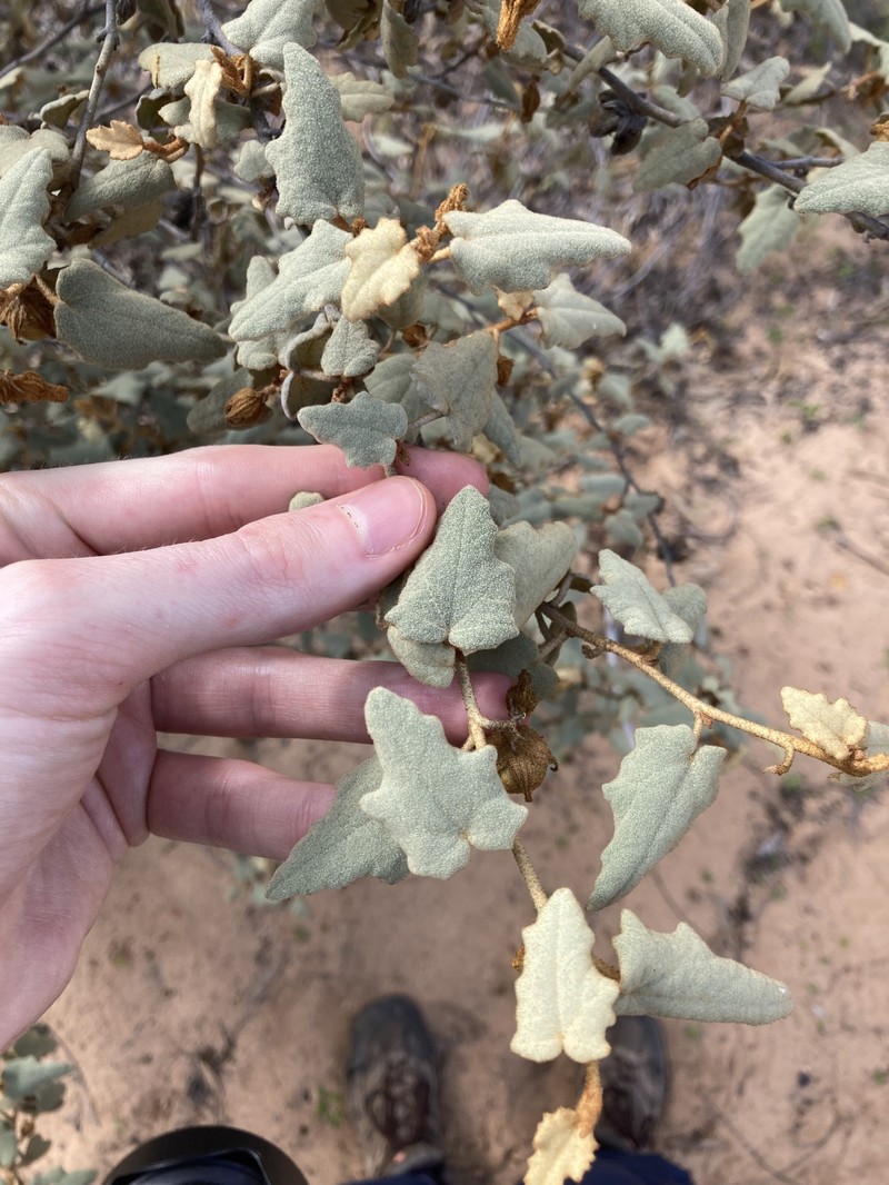 Hannafordia quadrivalvis subsp. quadrivalvis photo 2