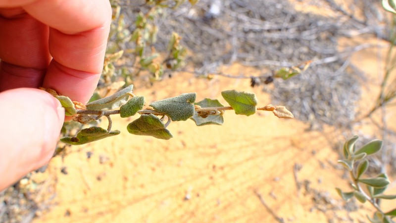 Hannafordia quadrivalvis subsp. quadrivalvis photo 3
