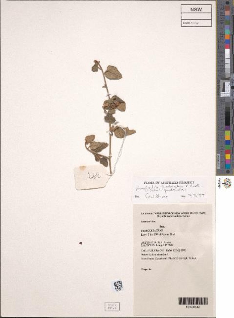 Hannafordia quadrivalvis subsp. quadrivalvis photo 4