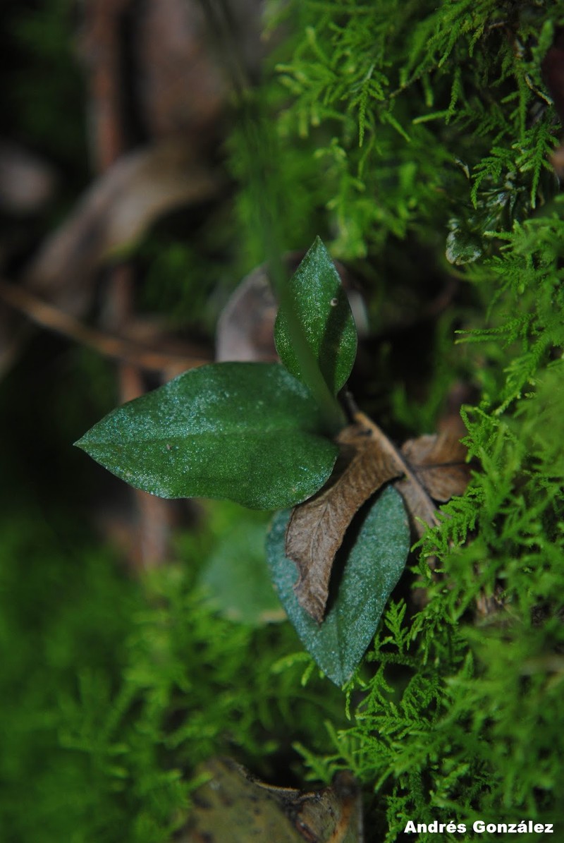 Tropical Ladies'-Tresses