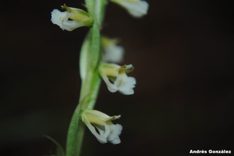 Tropical Ladies'-Tresses photo 2