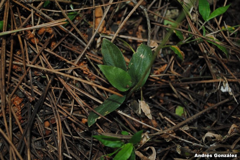 Tropical Ladies'-Tresses photo 3