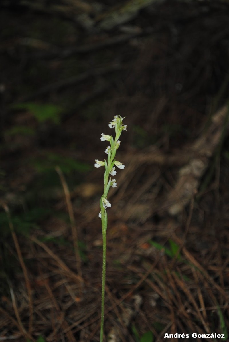 Tropical Ladies'-Tresses photo 4