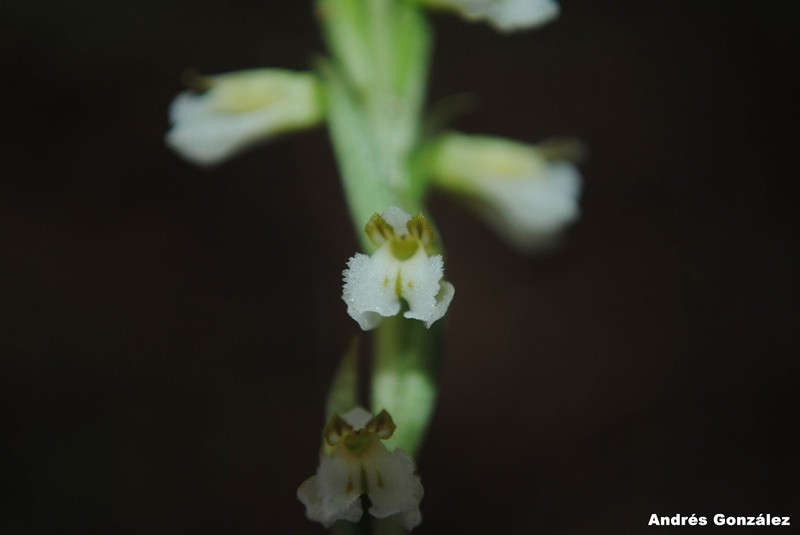 Tropical Ladies'-Tresses photo 5