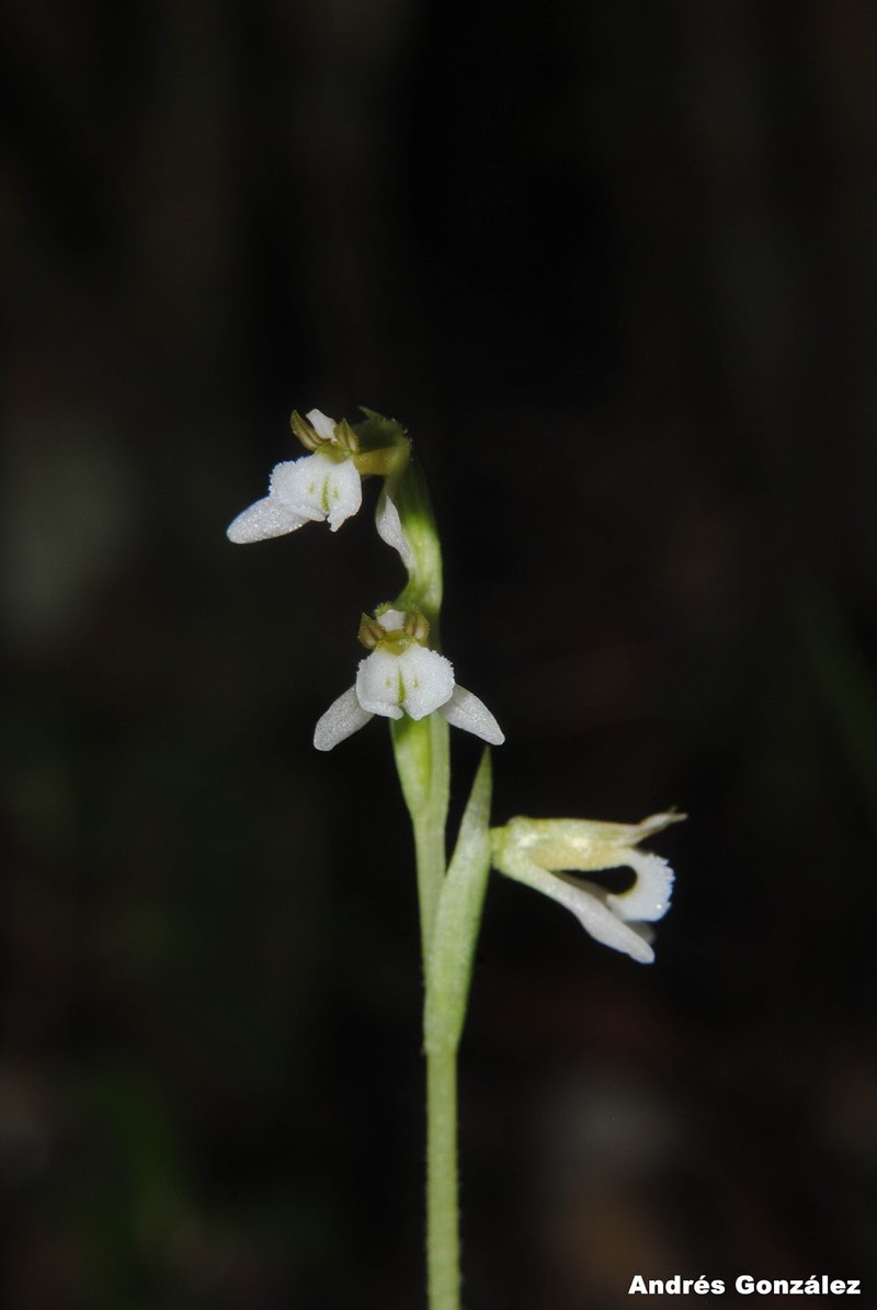 Tropical Ladies'-Tresses photo 6