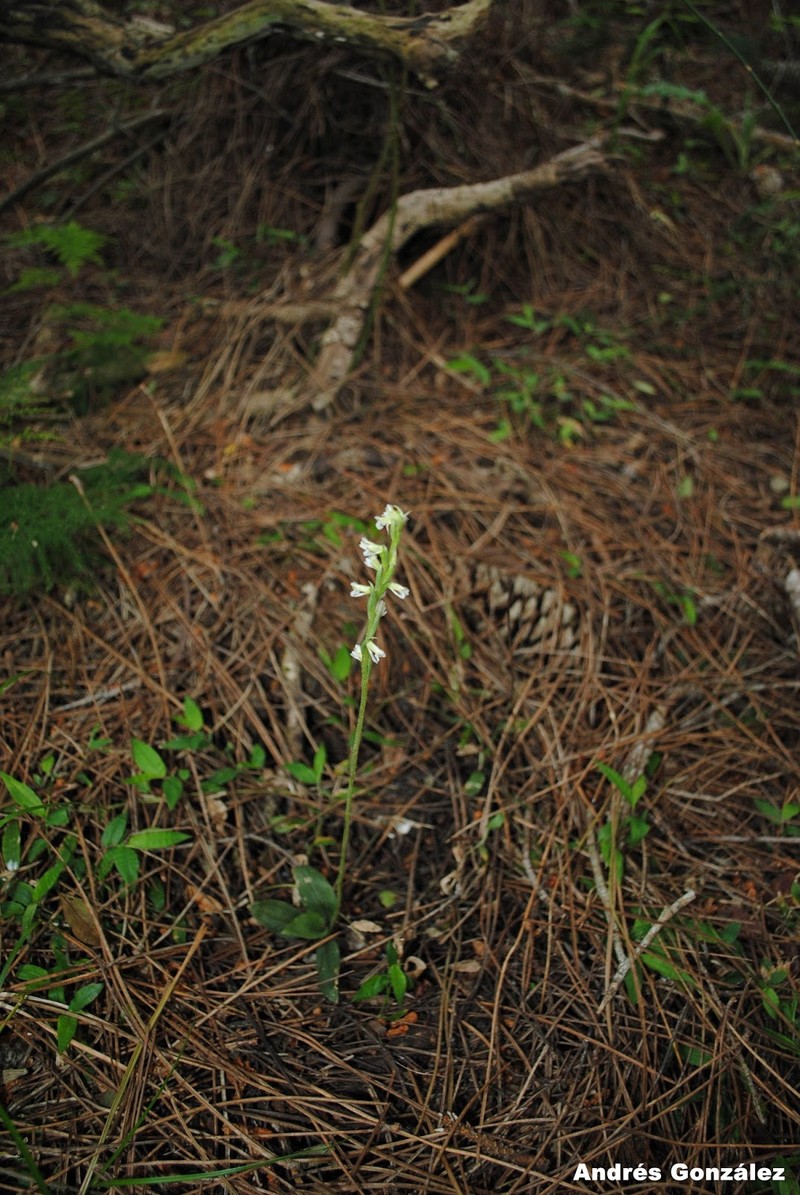 Tropical Ladies'-Tresses photo 7