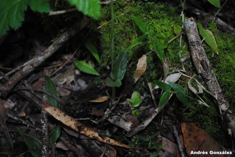 Tropical Ladies'-Tresses photo 8