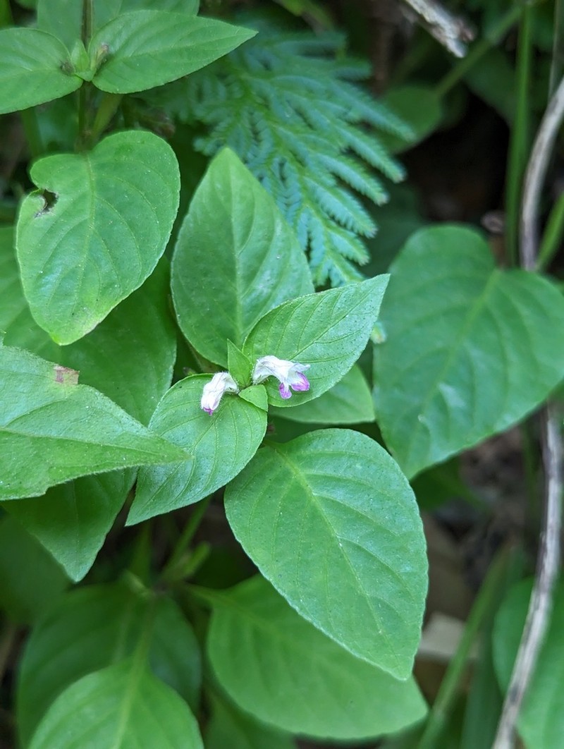 Haplanthus laxiflorus