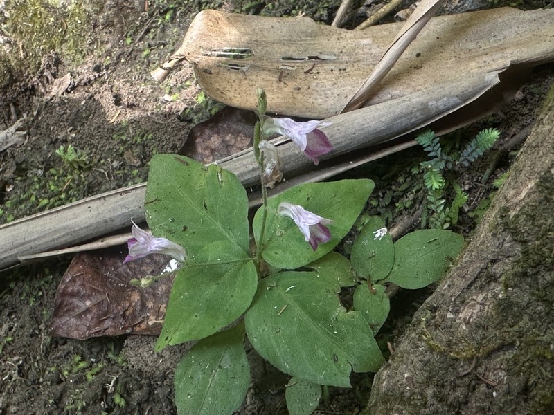 Haplanthus laxiflorus photo 2