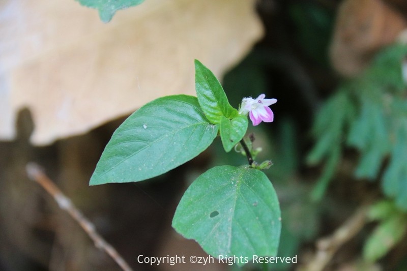 Haplanthus laxiflorus photo 3