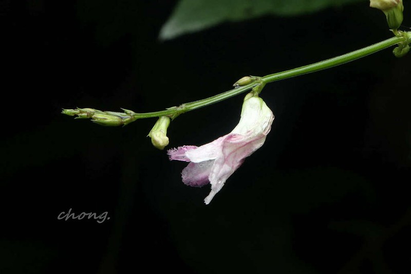 Haplanthus laxiflorus photo 4