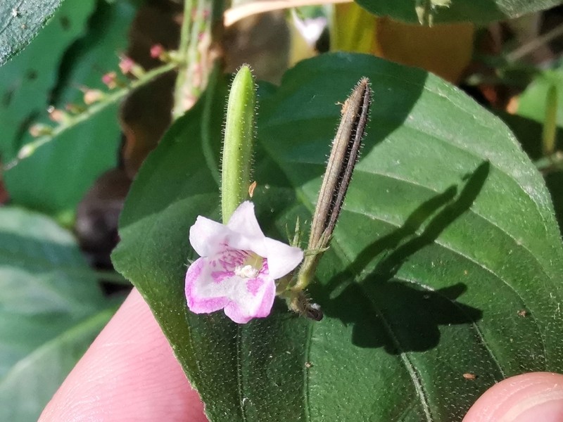 Haplanthus laxiflorus photo 5
