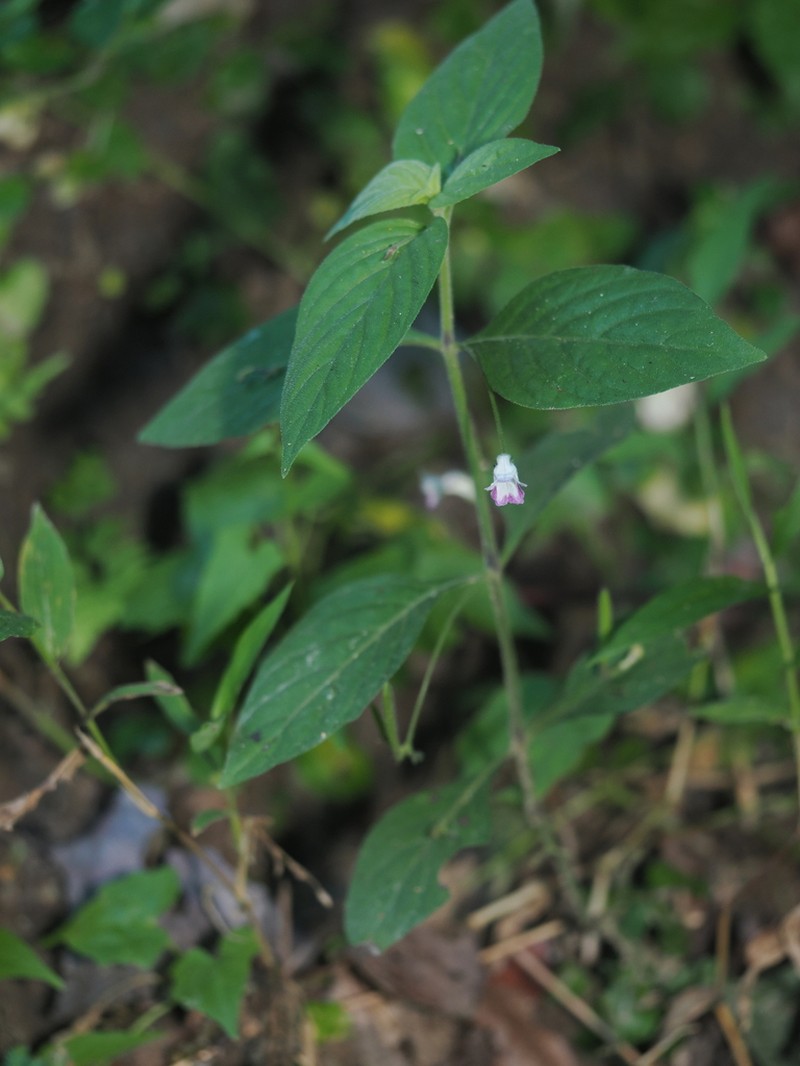 Haplanthus laxiflorus photo 6