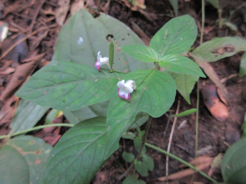 Haplanthus laxiflorus photo 7