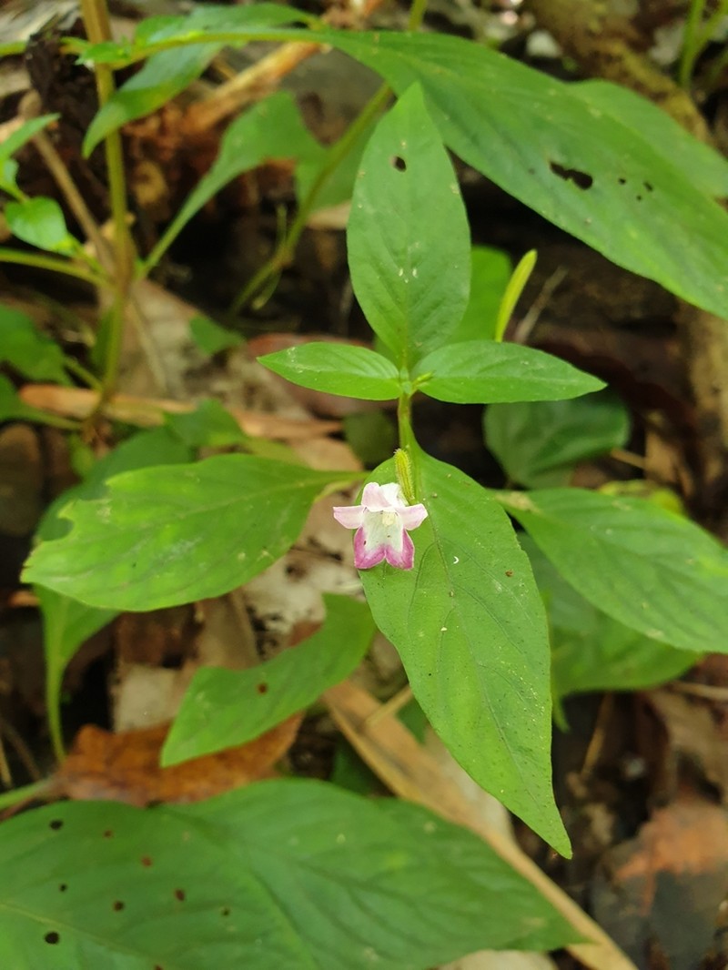 Haplanthus laxiflorus photo 8