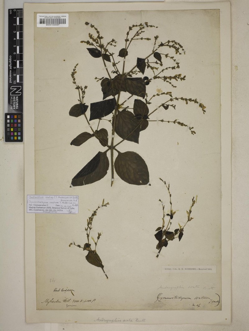Haplanthus ovatus