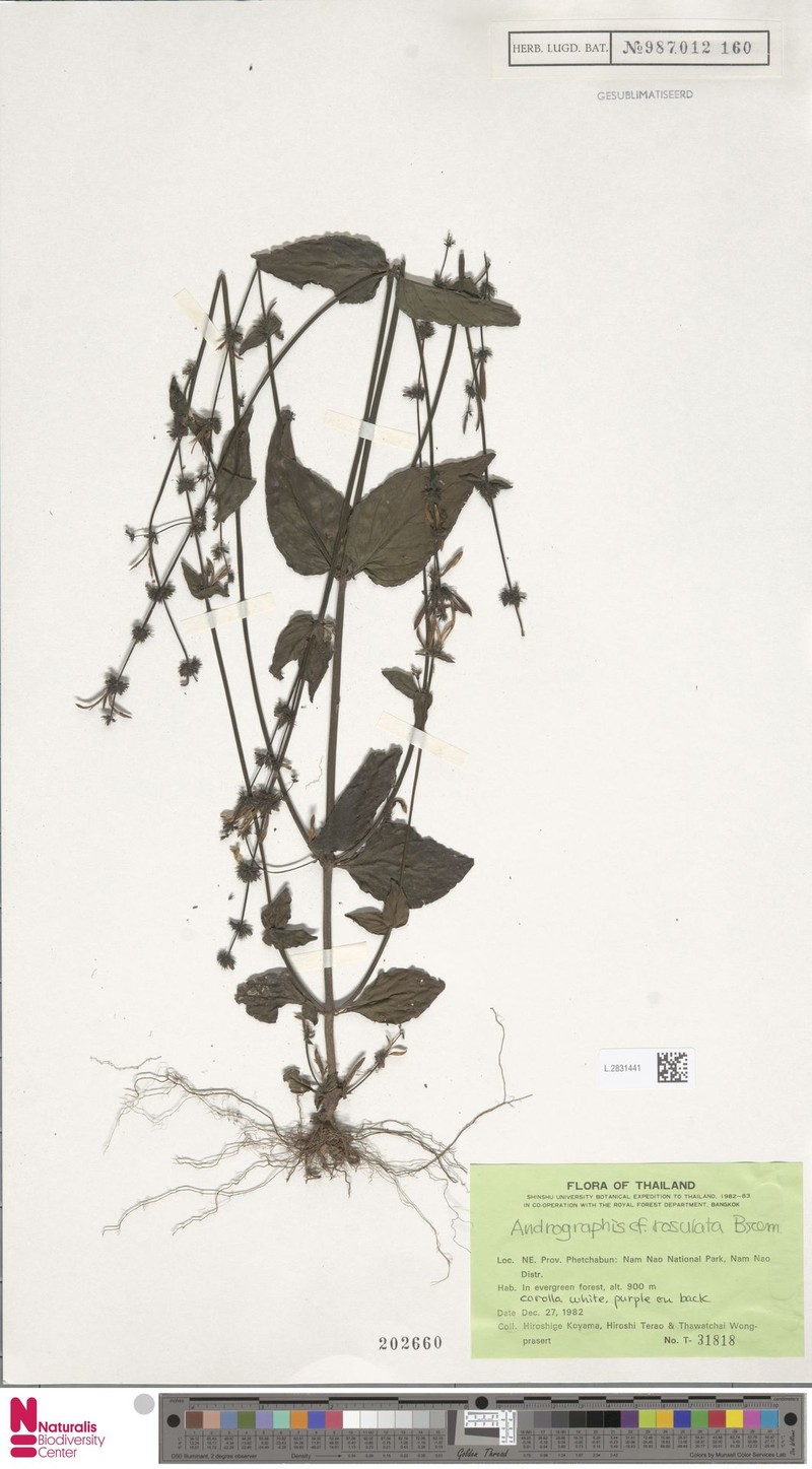 Haplanthus rosulatus