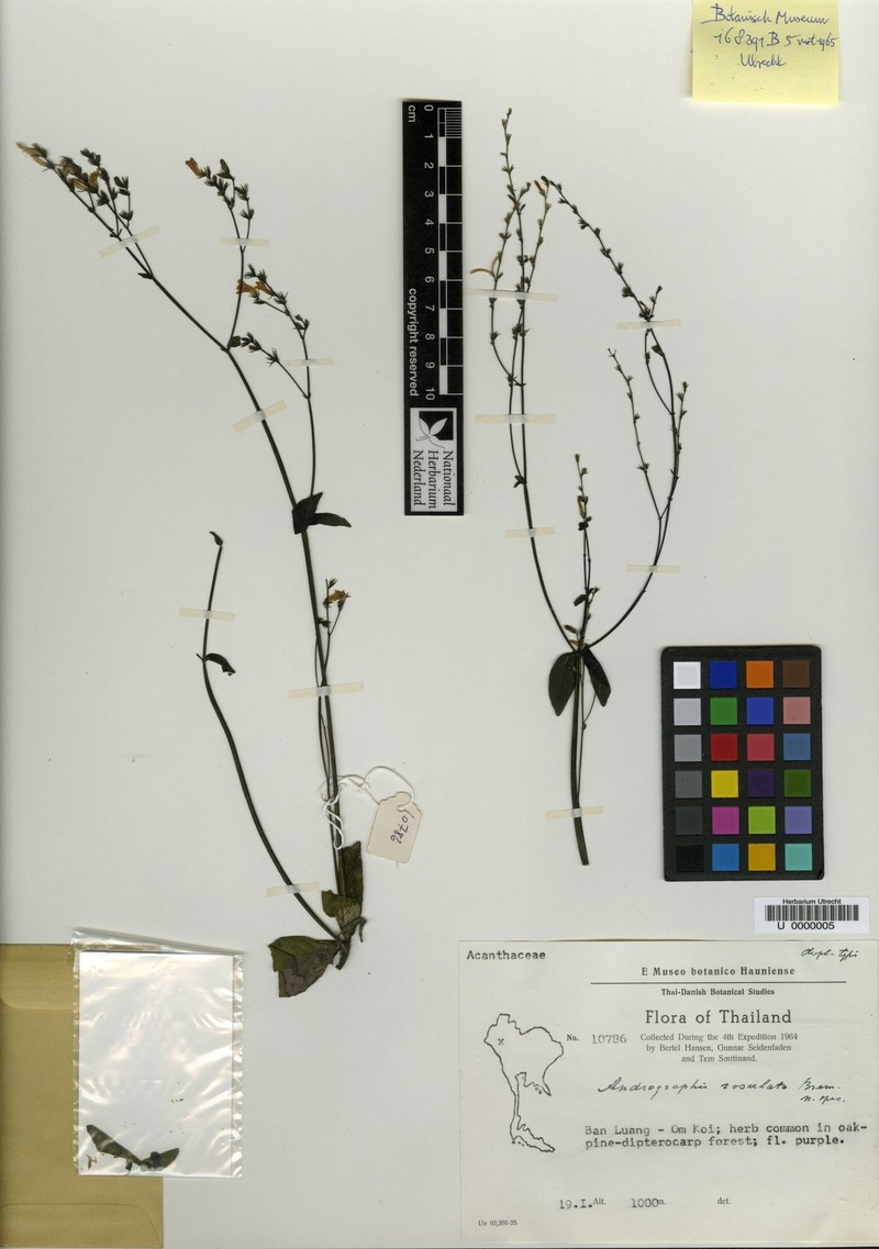 Haplanthus rosulatus photo 2