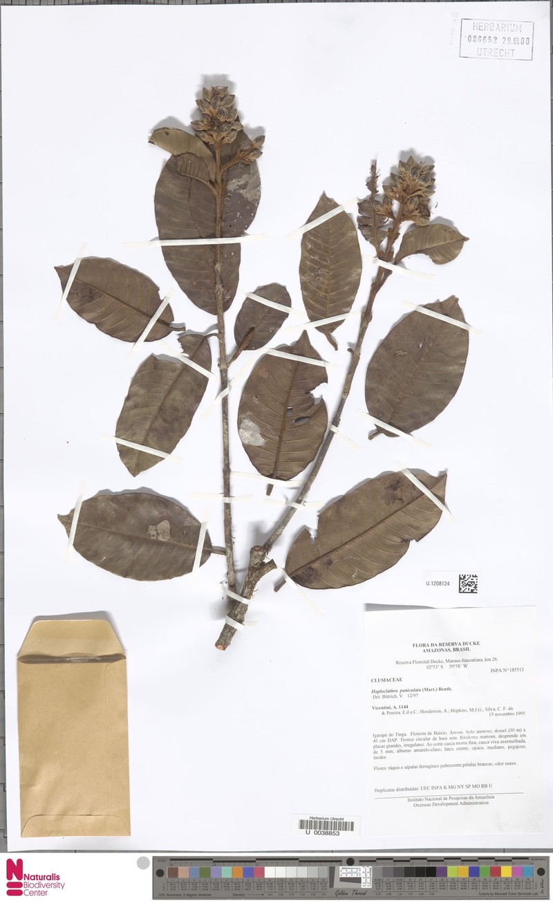 Haploclathra paniculata var. paniculata