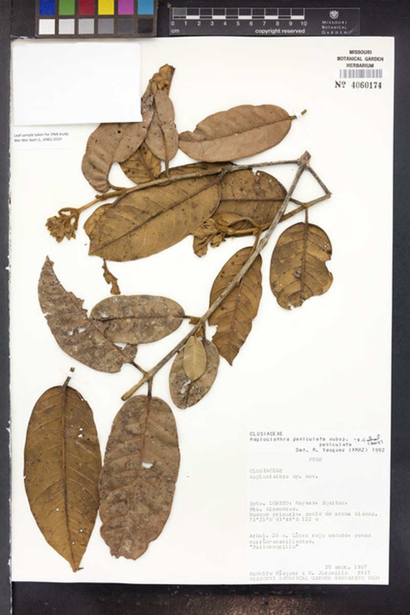 Haploclathra paniculata var. paniculata photo 2