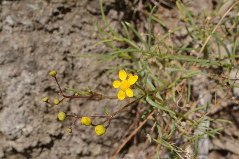 Haploesthes fruticosa