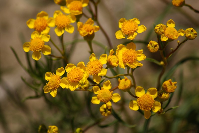 Haploesthes fruticosa photo 2