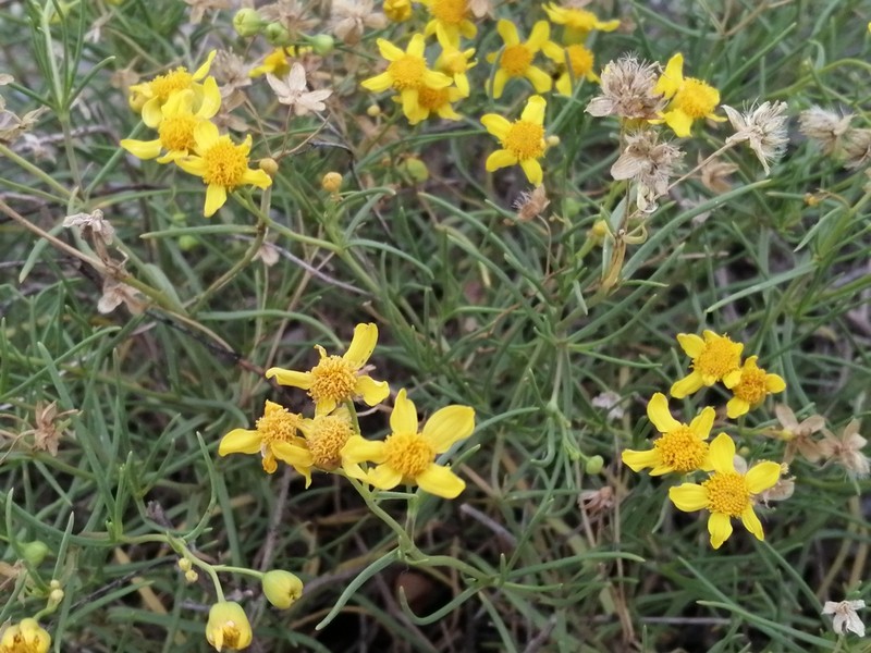 Haploesthes fruticosa photo 3
