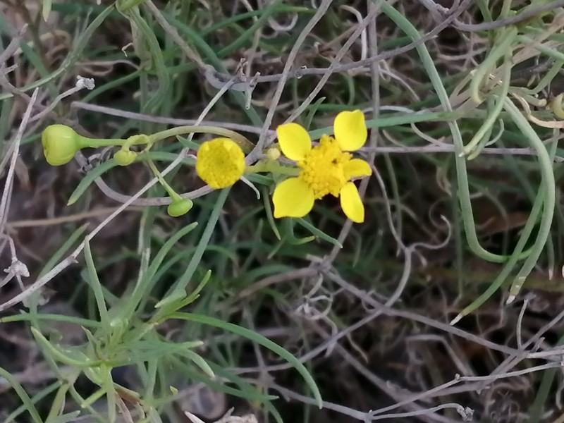 Haploesthes fruticosa photo 4